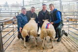 Champion lambs at Dumries Mart Christmas Show Beltex x from Gillesbie Farms_